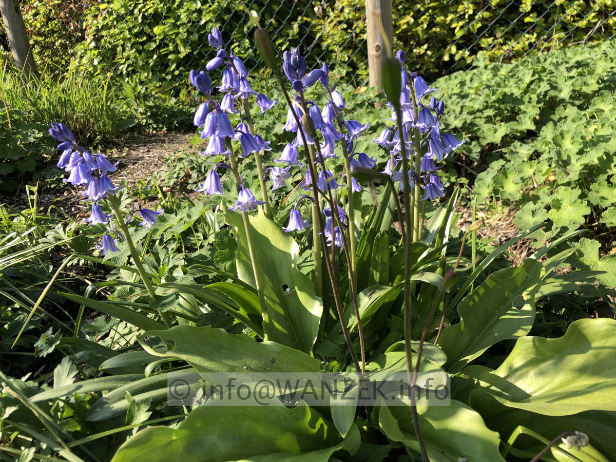 Hyacinthoides hispanica 02.JPG